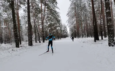 HD фото - лыжники в лесу