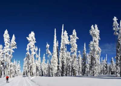 4K фотографии - лыжники на заднем фоне леса