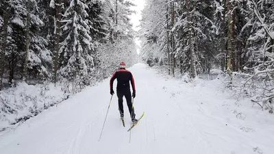 Фото лыжника в лесу: красивая природа в HD качестве