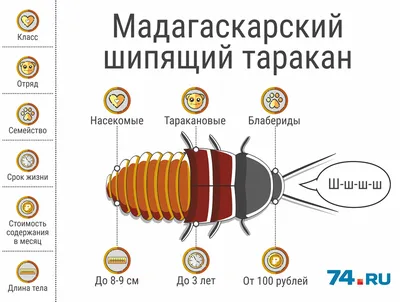 Фото таракана в формате WebP и JPG