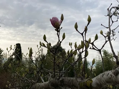 Красивая картинка магнолии в Сочи