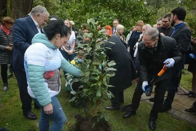 PNG изображение магнолии в Сочи