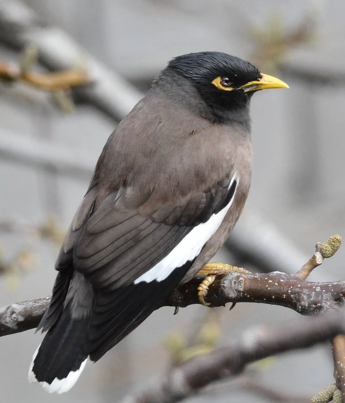 Птицы казахстана. Скворец майна. Майна обыкновенная (common Myna).. Индийский скворец майна. Афганский скворец майна.