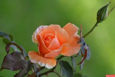 Красивая картинка майской розы в формате jpg