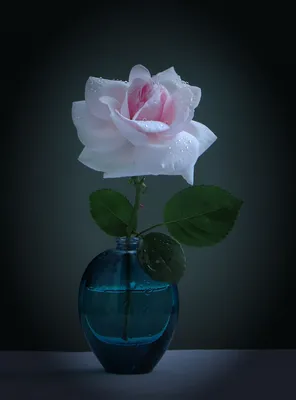 Базовая роза мая: фото для вашего удовольствия