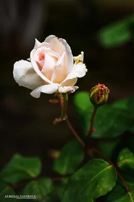 Изумительная майская роза: выберите формат для скачивания