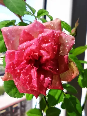 Удивительное фото майской розы: идеальное для вашего проекта