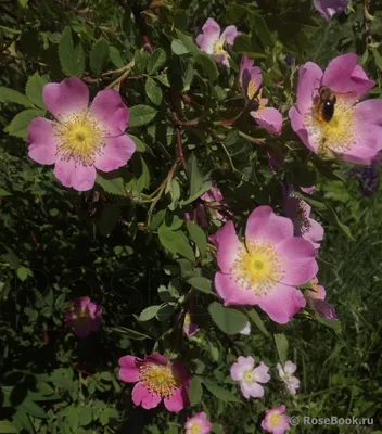 Фотография майской розы в формате png: наслаждайтесь качеством