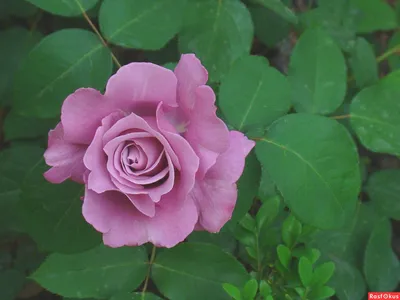 Прекрасная майская роза: изображение для вашего наслаждения