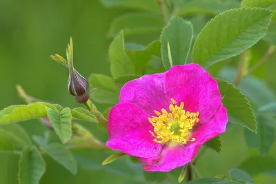 Фотка розы майскоо цветения: выберите размер и формат