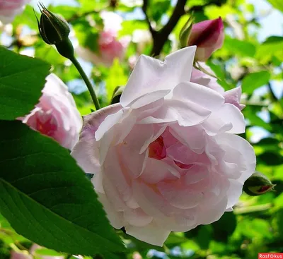 Исключительная майская роза: фотография для вашего вдохновения