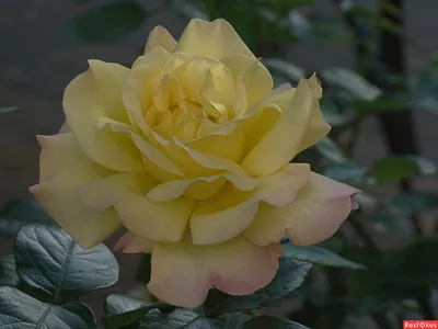 Фото розы мая: выберите формат и наслаждайтесь красотой