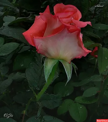 Фотография майской розы: превосходная красота на вашем экране