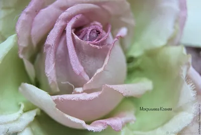 Фото майской розы для вас: выберите идеальный размер