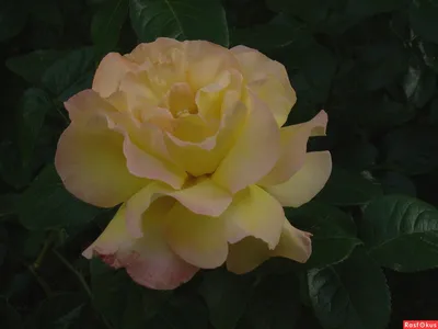 Картинка майской розы: наслаждайтесь ее утонченностью
