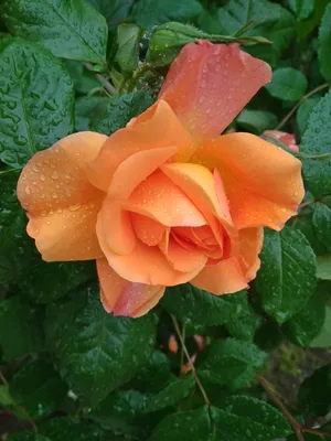 Успокаивающее изображение розы мая: выберите формат для скачивания