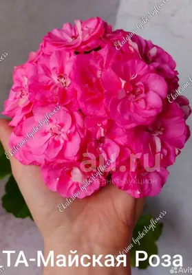 Фотография розы майского цветения в формате jpg: живая и прекрасная