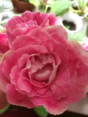 Прекрасная майская роза в формате png: скачивайте и наслаждайтесь