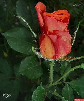 Загадочная майская роза: изображение, чтобы вызвать восхищение