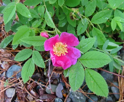 Фотка майской розы: выберите размер и сохраните ее в понравившемся формате