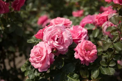 Фотка розы мая в формате png: сохраните ее в высоком качестве