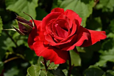 Уникальное фото розы майского цветения