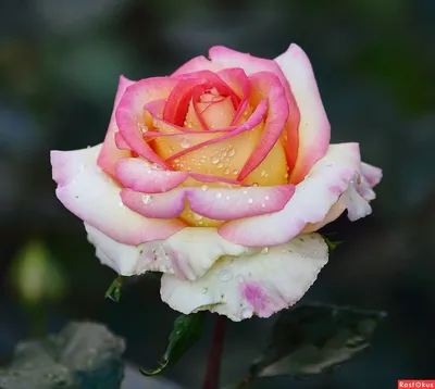 Фотография майской розы: выберите свой идеальный размер