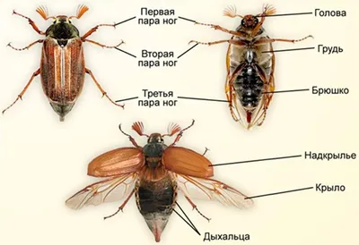 Фото майского жука для скачивания