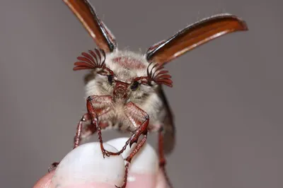 Уникальные изображения Майского жука: выберите размер