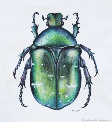 Майский жук на фото: удивительные ракурсы и интересные факты