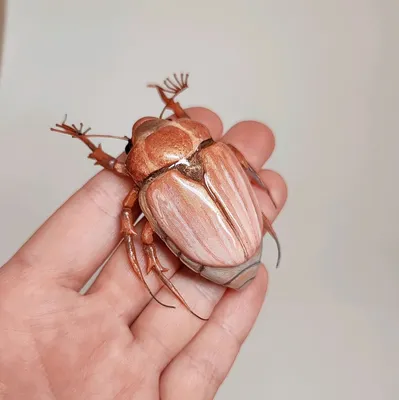 Фотографии Майского жука: красота в деталях