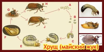 Удивительные снимки Майского жука: природное разнообразие в фокусе