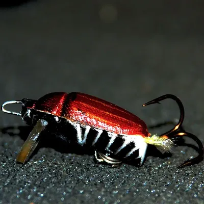 Фотографии Майского жука: красота природы в объективе