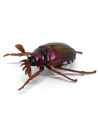 Майский жук на фото: удивительные ракурсы и интересные факты