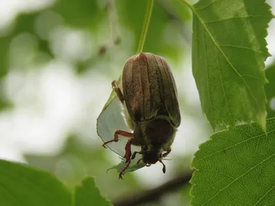 Скачать бесплатно фото Майского жука