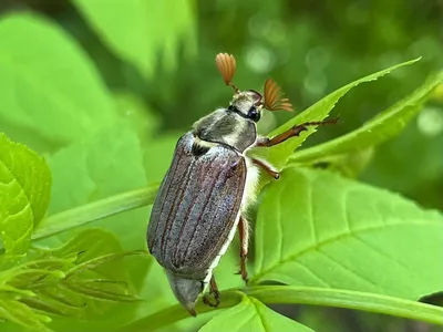 Изображения Майского жука в формате WebP