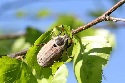 Фотографии Майского жука в высоком разрешении