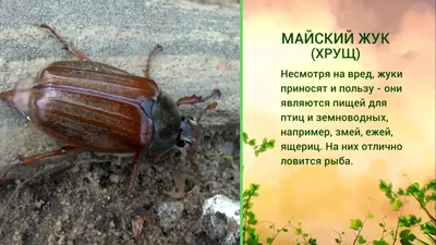 Удивительные Майские жуки на фото