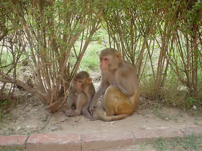 Макака резус: Удивительные фото обезьян в HD качестве