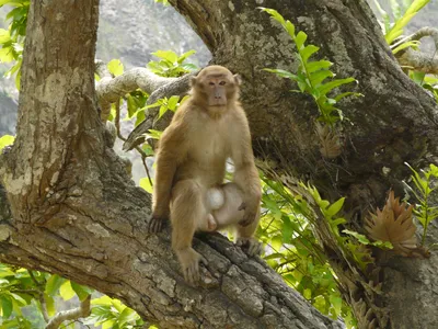 Свежие снимки обезьян: Full HD фотографии Макаки резус