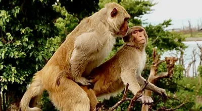 Изумительные фото обезьян: Скачивай бесплатно в WebP