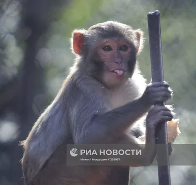 Новые фотографии обезьян: Все размеры и форматы