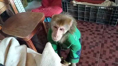 Взгляд в душу обезьян: залипательные снимки Макаки резус