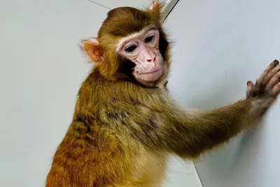 Семейный альбом обезьян: невероятные фотографии Макаки резус