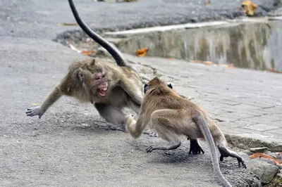 В мире обезьян: потрясающие моменты с Макакой резус