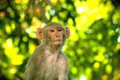 Лучшие кадры с обезьянами: волшебный мир Макаки резус