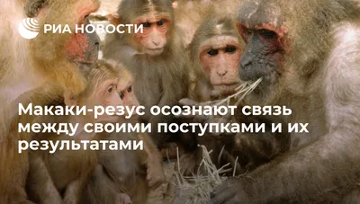 Фото Макаки резус в Full HD: Загадочная красота обезьян