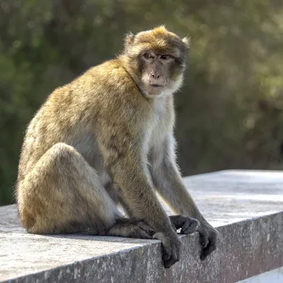 Макака: Узнайте интересные факты о жизни обезьян!