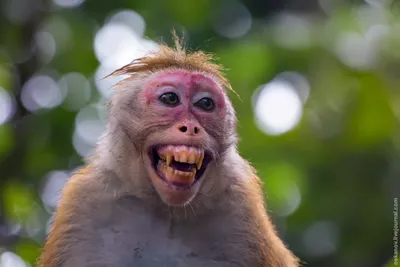 Очарование дикой природы: Фото обезьян для любого экрана.
