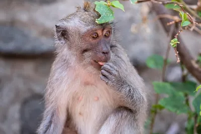 Мудрые глаза макак: крупный план на удивительные глаза обезьян